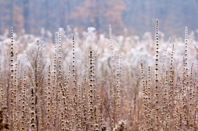 Ionut Dipșe - Mărgele.jpg